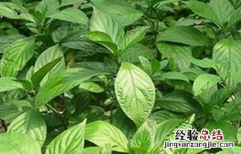 板蓝根田间管理总结 板蓝根的田间管理技术