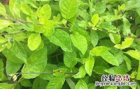 板蓝根田间管理总结 板蓝根的田间管理技术
