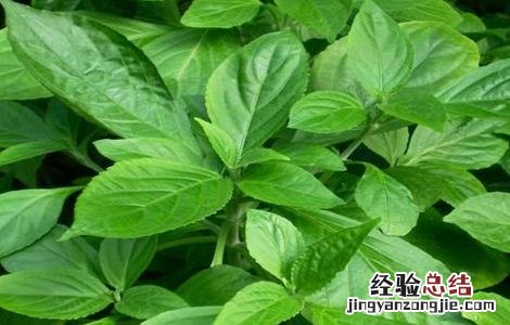 板蓝根田间管理总结 板蓝根的田间管理技术