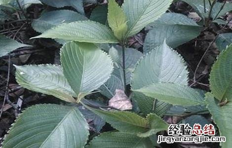 板蓝根田间管理总结 板蓝根的田间管理技术