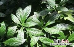 板蓝根田间管理总结 板蓝根的田间管理技术
