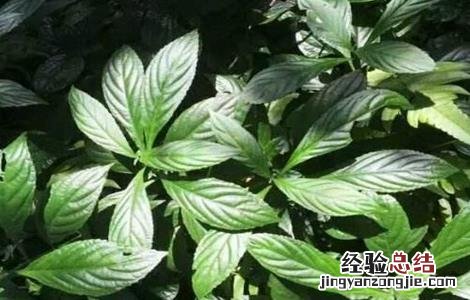板蓝根田间管理总结 板蓝根的田间管理技术