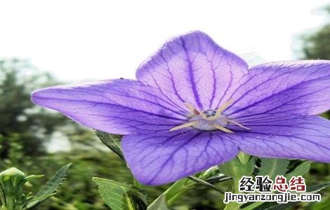 桔梗的栽培管理技术 桔梗的田间管理技术