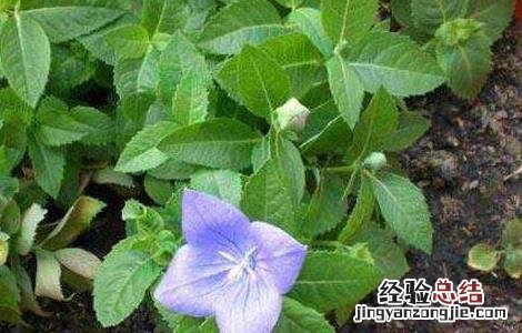 桔梗的栽培管理技术 桔梗的田间管理技术