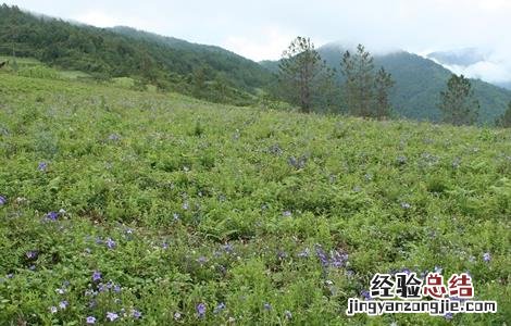 桔梗的栽培管理技术 桔梗的田间管理技术