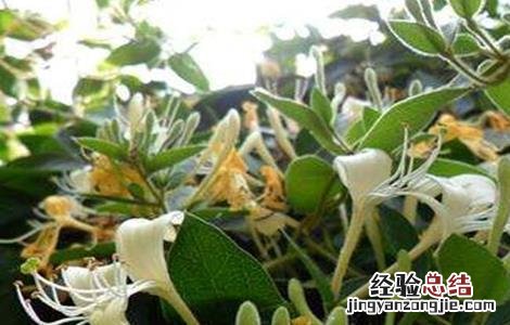 金银花的种植条件 金银花的种植条件和时间
