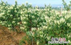 金银花的种植条件 金银花的种植条件和时间