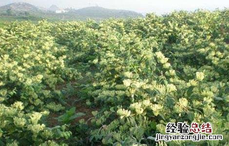 金银花的种植条件 金银花的种植条件和时间