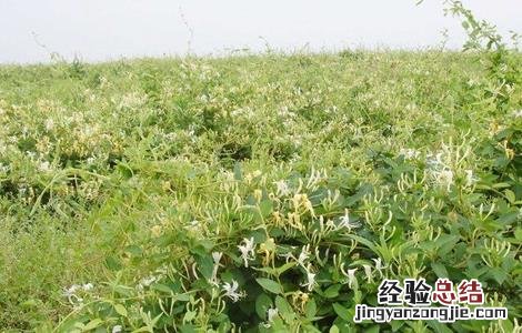 金银花的种植条件 金银花的种植条件和时间