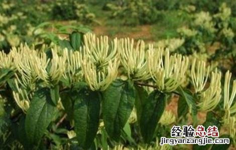 金银花的种植条件 金银花的种植条件和时间