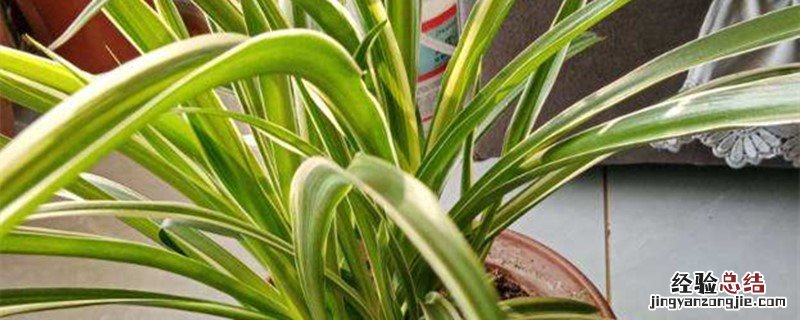 吊兰种植方法和时间视频 吊兰种植方法和时间