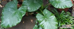 滴水观音的种植方法 滴水观音种植方法和时间