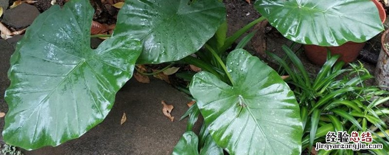 滴水观音的种植方法 滴水观音种植方法和时间