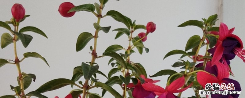 倒挂金钟种植方法和时间 倒挂金钟的种植方法和注意事项