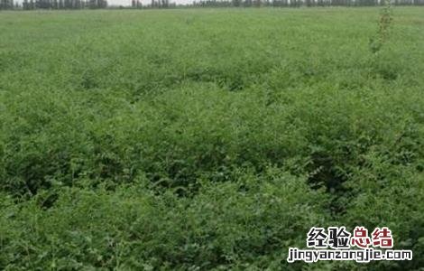甘草种植方法及时间 甘草种植方法
