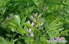 甘草种植方法及时间 甘草种植方法