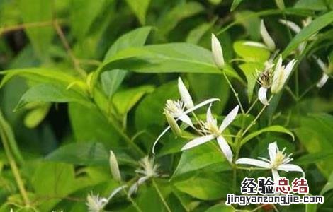 甘草种植方法及时间 甘草种植方法