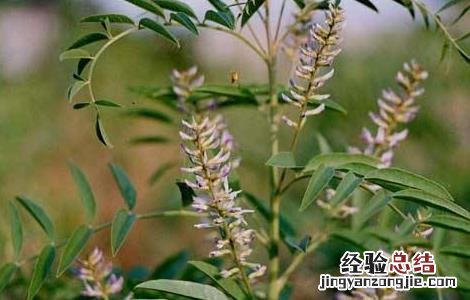 甘草种植方法及时间 甘草种植方法