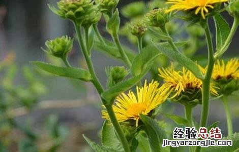 土木香的人工种植技术与方法 土木香的人工种植技术