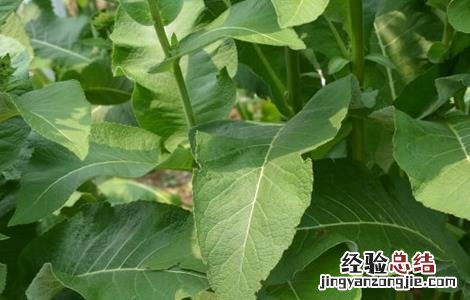 土木香的人工种植技术与方法 土木香的人工种植技术