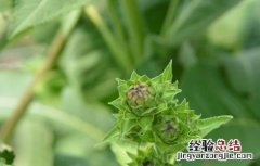 土木香的人工种植技术与方法 土木香的人工种植技术