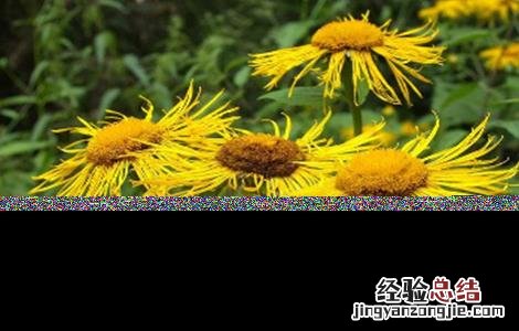 土木香的人工种植技术与方法 土木香的人工种植技术