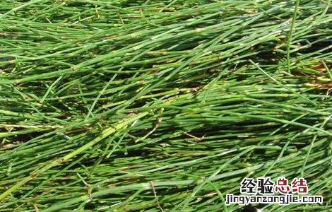 节节草的种植前景 种植节节草赚钱吗