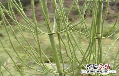 节节草的种植前景 种植节节草赚钱吗