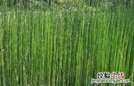 节节草的种植前景 种植节节草赚钱吗