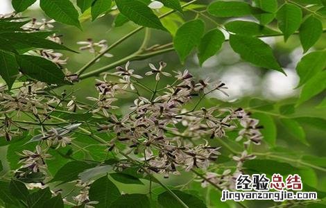 苦楝的栽培技术视频 苦楝的栽培技术