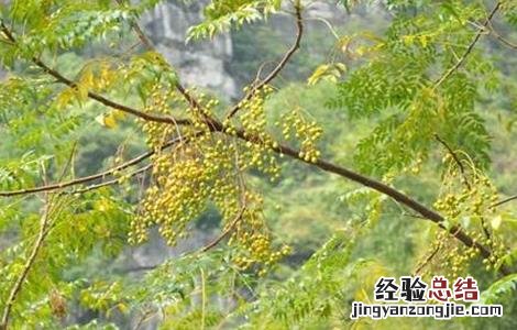 苦楝的栽培技术视频 苦楝的栽培技术