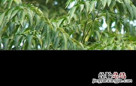 苦楝的栽培技术视频 苦楝的栽培技术