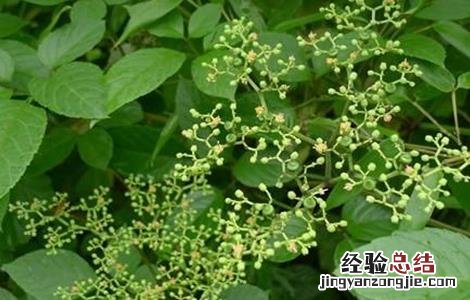 乌蔹莓生长环境 乌蔹莓的栽培技术