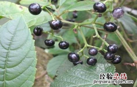 乌蔹莓生长环境 乌蔹莓的栽培技术