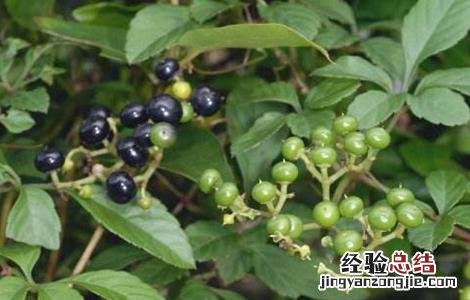 乌蔹莓生长环境 乌蔹莓的栽培技术