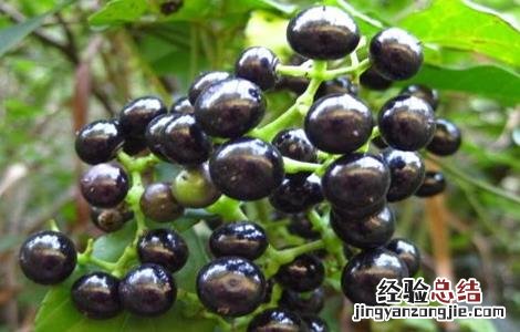 乌蔹莓生长环境 乌蔹莓的栽培技术