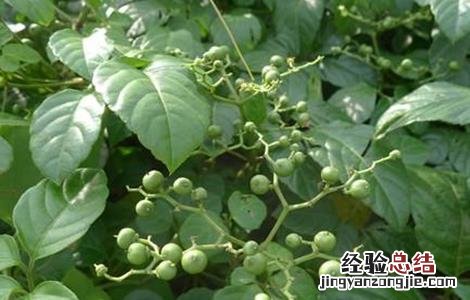 乌蔹莓生长环境 乌蔹莓的栽培技术