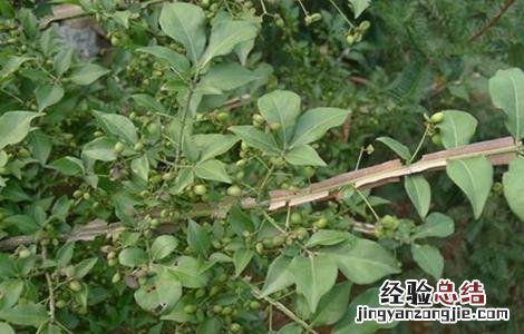 鬼箭羽怎么种植 鬼箭羽的种植技术