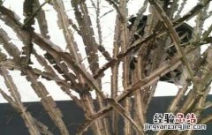 鬼箭羽怎么种植 鬼箭羽的种植技术