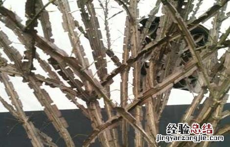 鬼箭羽怎么种植 鬼箭羽的种植技术