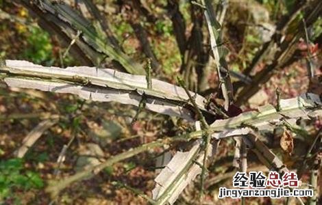 鬼箭羽怎么种植 鬼箭羽的种植技术