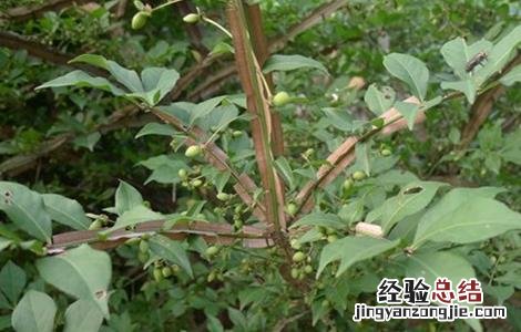 鬼箭羽怎么种植 鬼箭羽的种植技术