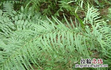 凤尾草盆栽种植与管理 凤尾草栽培技术