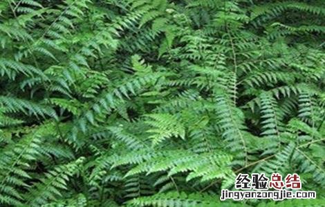 凤尾草盆栽种植与管理 凤尾草栽培技术