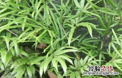 凤尾草盆栽种植与管理 凤尾草栽培技术