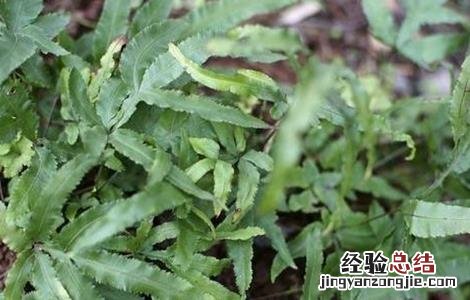 凤尾草盆栽种植与管理 凤尾草栽培技术