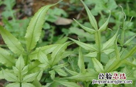 凤尾草盆栽种植与管理 凤尾草栽培技术
