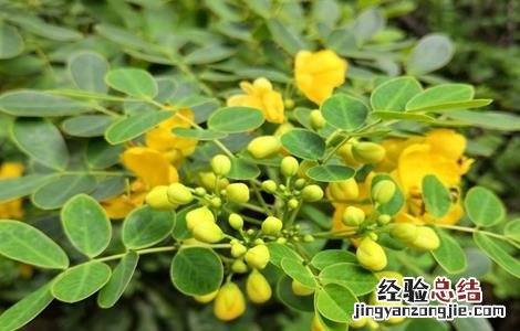 决明子种植的注意事项 决明子种植的注意事项和禁忌