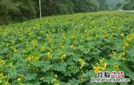 决明子种植的注意事项 决明子种植的注意事项和禁忌