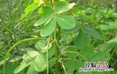 决明子种植的注意事项 决明子种植的注意事项和禁忌